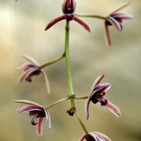 Cymbidium bicolor Lindl.